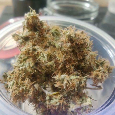 BluBee Auto (Done) growlog photo: Blueberry Auto gesamtes geerntetes Trockengewicht (nach Drytrim): 19,48g