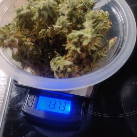 BluDreamy Auto (Done) growlog photo: Blue Dream'Matic gesamtes geerntetes Trockengewicht (nach Drytrim): 39,49g
