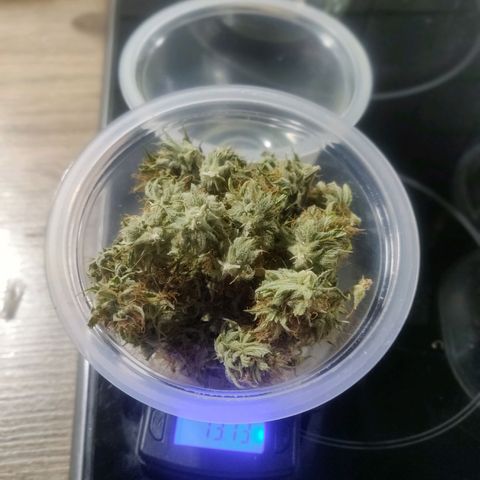 BluDreamy Auto (Done) growlog photo: Blue Dream'Matic gesamtes geerntetes Trockengewicht (nach Drytrim): 39,49g