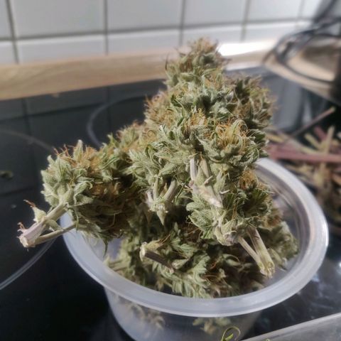 BluDreamy Auto (Done) growlog photo: Blue Dream'Matic gesamtes geerntetes Trockengewicht (nach Drytrim): 39,49g