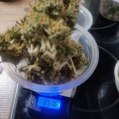 BluDreamy Auto (Done) growlog photo: Blue Dream'Matic gesamtes geerntetes Trockengewicht (nach Drytrim): 39,49g