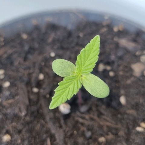 Auto White Widow growlog timeline photo