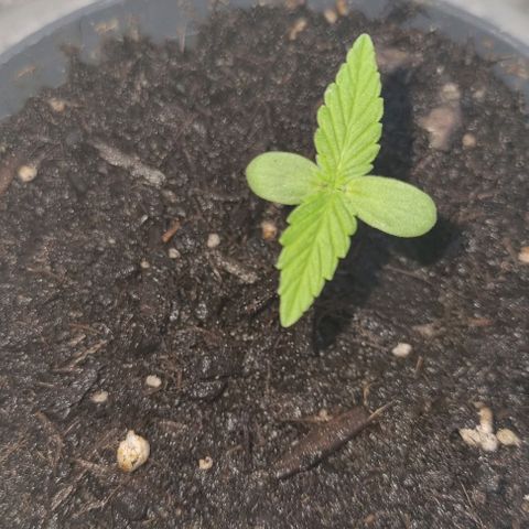 Auto White Widow growlog timeline photo