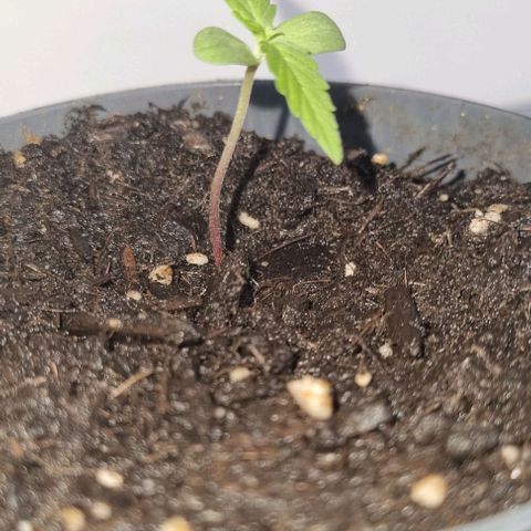 Auto White Widow growlog timeline photo