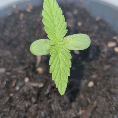 Auto White Widow growlog timeline photo
