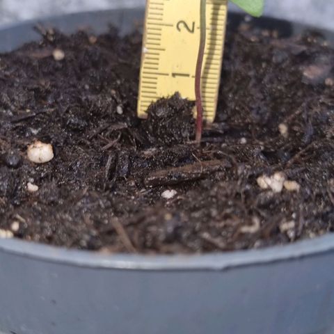 Auto White Widow growlog timeline photo