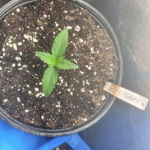 Cherry gelato 3  growlog timeline photo