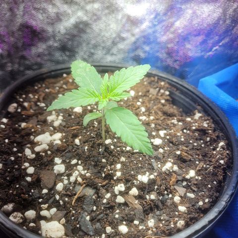 Cherry gelato 3  growlog timeline photo