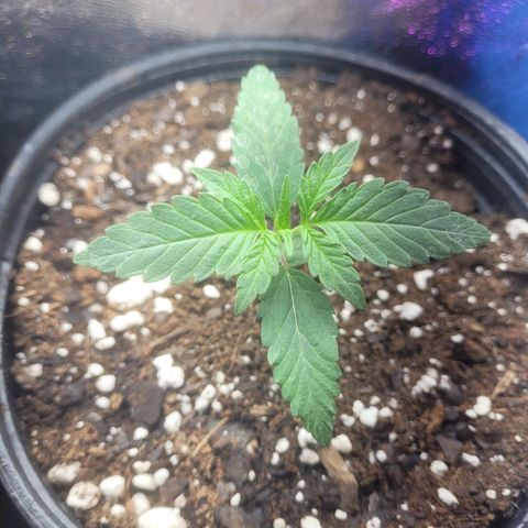 Cherry gelato 3  growlog timeline photo