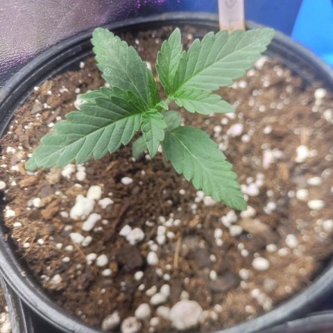 Cherry gelato 3  growlog timeline photo