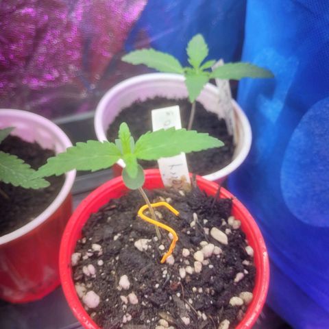 Cherry gelato 3  growlog timeline photo
