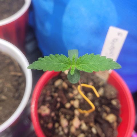 Cherry gelato 3  growlog timeline photo