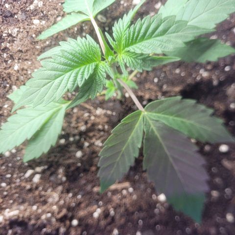 Dosi cookie  growlog timeline photo