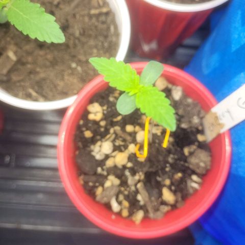 Cherry gelato 3  growlog timeline photo