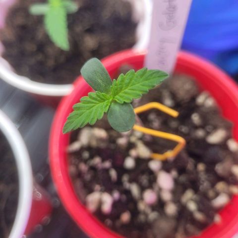 Cherry gelato 3  growlog timeline photo
