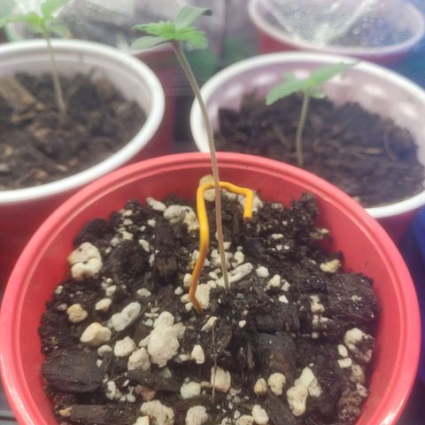Cherry gelato 3  growlog timeline photo