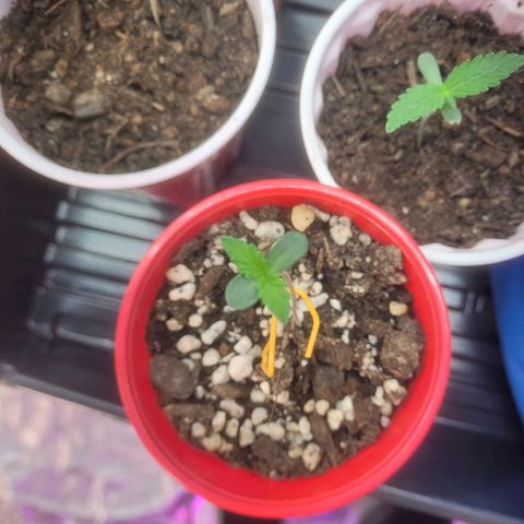 Cherry gelato 3  growlog timeline photo
