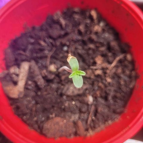 Cherry gelato 3  growlog timeline photo