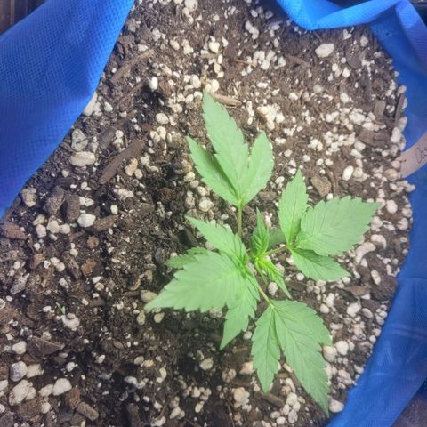 Dosi cookie  growlog timeline photo
