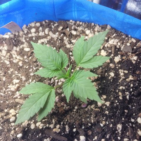 Dosi cookie  growlog timeline photo