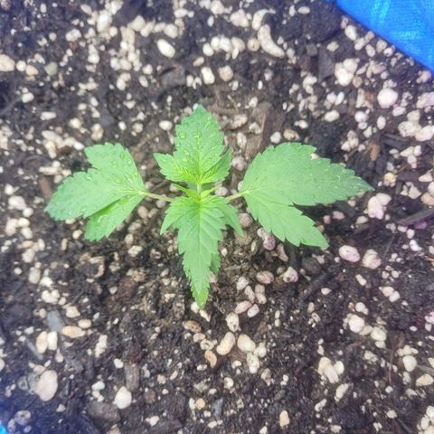 Dosi cookie  growlog timeline photo