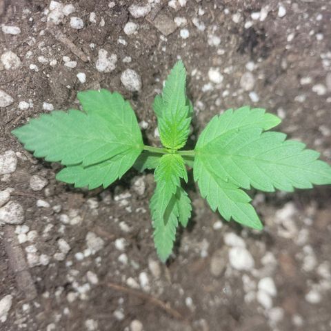 Dosi cookie  growlog timeline photo