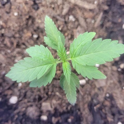 Dosi cookie  growlog timeline photo