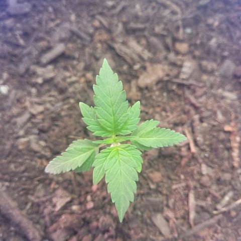 Dosi cookie  growlog timeline photo