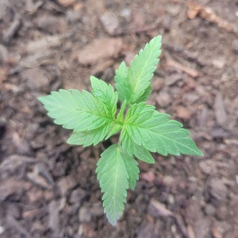 Dosi cookie  growlog timeline photo