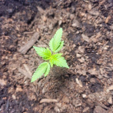 Dosi cookie  growlog timeline photo