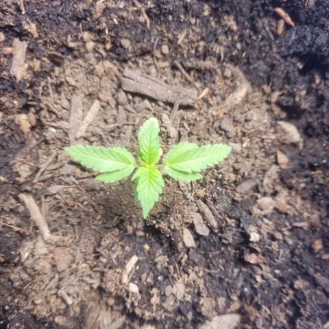 Dosi cookie  growlog timeline photo