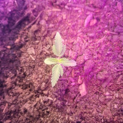 Dosi cookie  growlog timeline photo