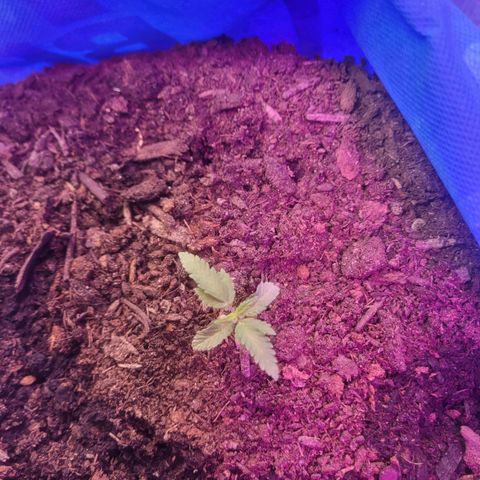Dosi cookie  growlog timeline photo