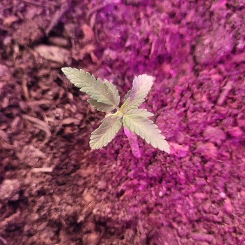 Dosi cookie  growlog timeline photo