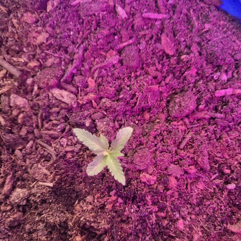 Dosi cookie  growlog timeline photo