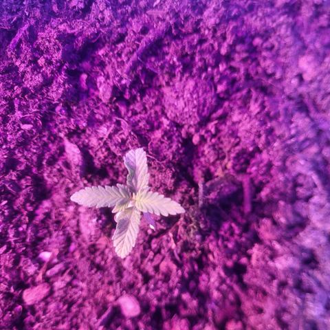 Dosi cookie  growlog timeline photo