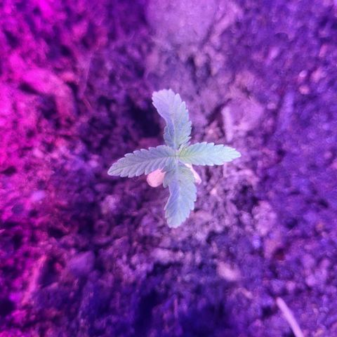 Dosi cookie  growlog timeline photo