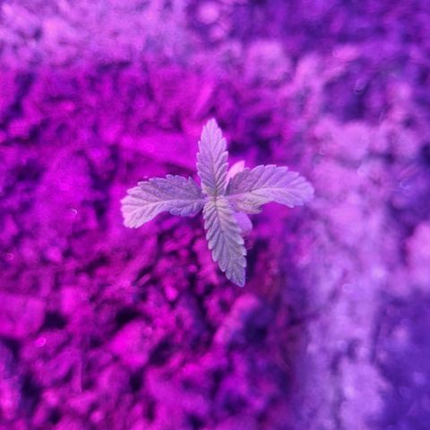 Dosi cookie  growlog timeline photo