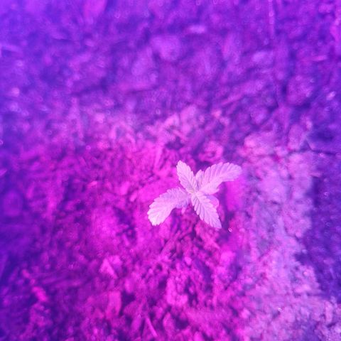 Dosi cookie  growlog timeline photo