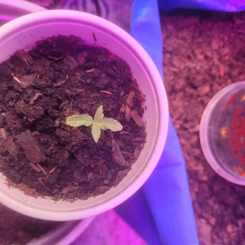 Dosi cookie  growlog timeline photo