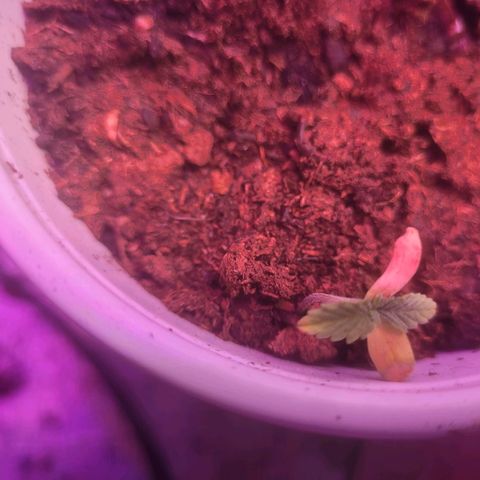 Dosi cookie  growlog timeline photo