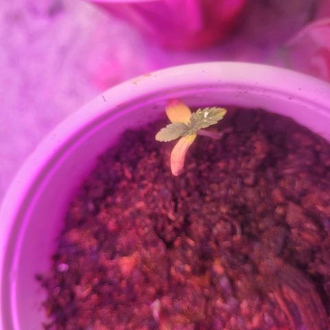 Dosi cookie  growlog timeline photo
