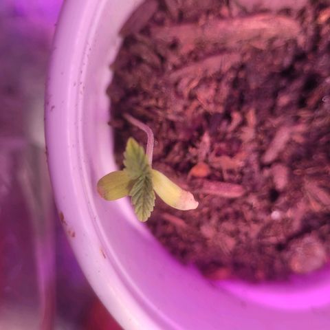 Dosi cookie  growlog timeline photo