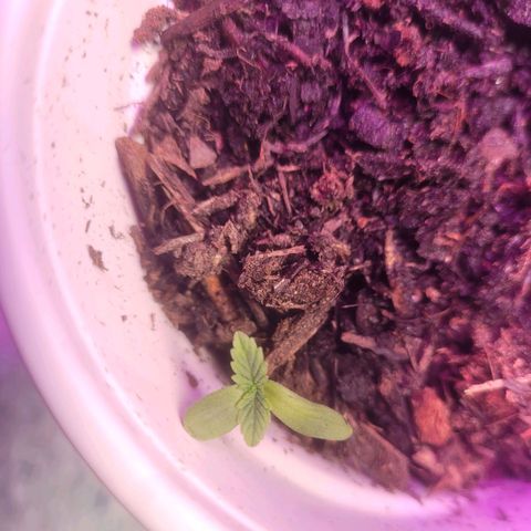 Dosi cookie  growlog timeline photo