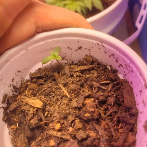 Dosi cookie  growlog timeline photo