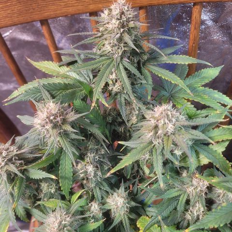 Sour deisel auto 1 growlog timeline photo