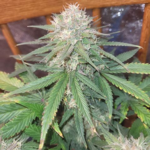 Sour deisel auto 1 growlog timeline photo