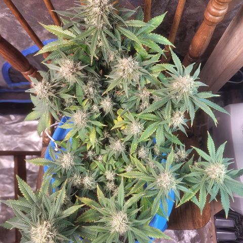 Sour deisel auto 1 growlog timeline photo