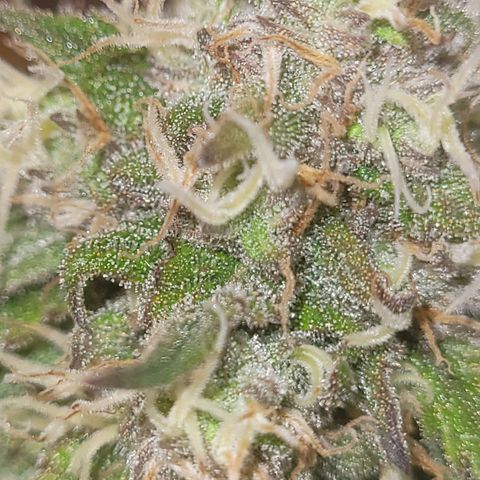Sour deisel auto 1 growlog timeline photo