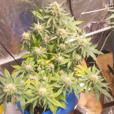 Sour deisel auto 1 growlog timeline photo